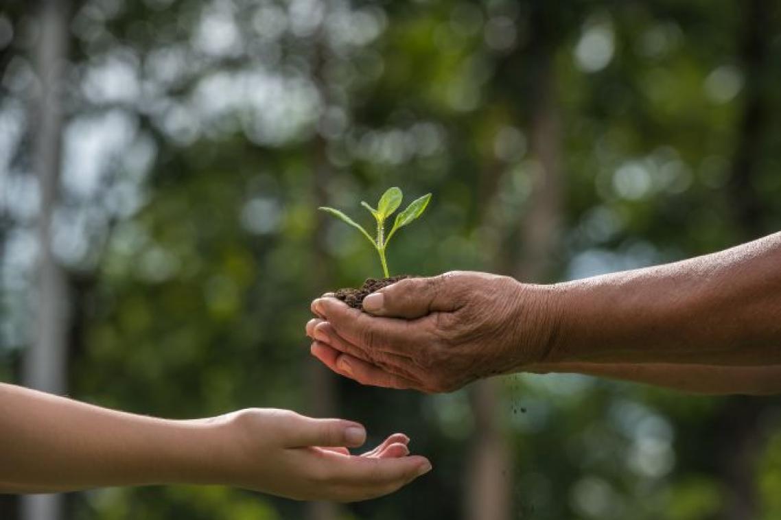 two hands holding together a green young plant